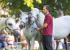 BZ7T8394 Lipizzaner im Burggarten Foto Pfluegl 160719